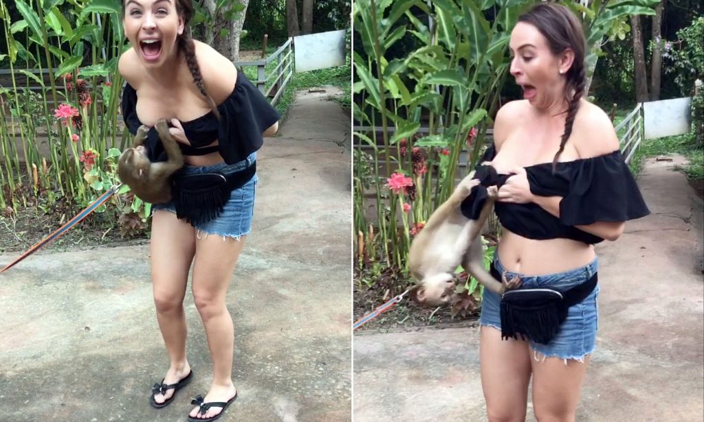 This is the hilarious moment a cheeky monkey nearly exposed an unsuspecting...